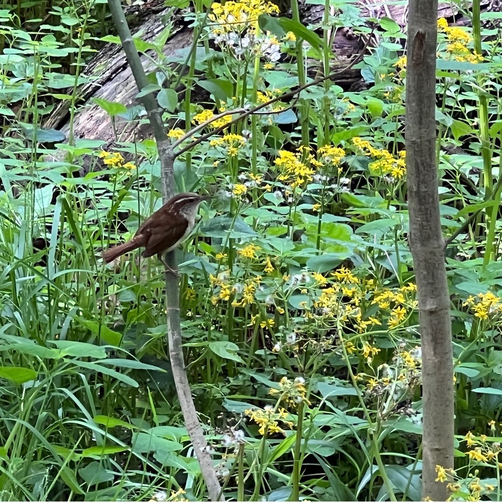 Meet your Posher, Melody